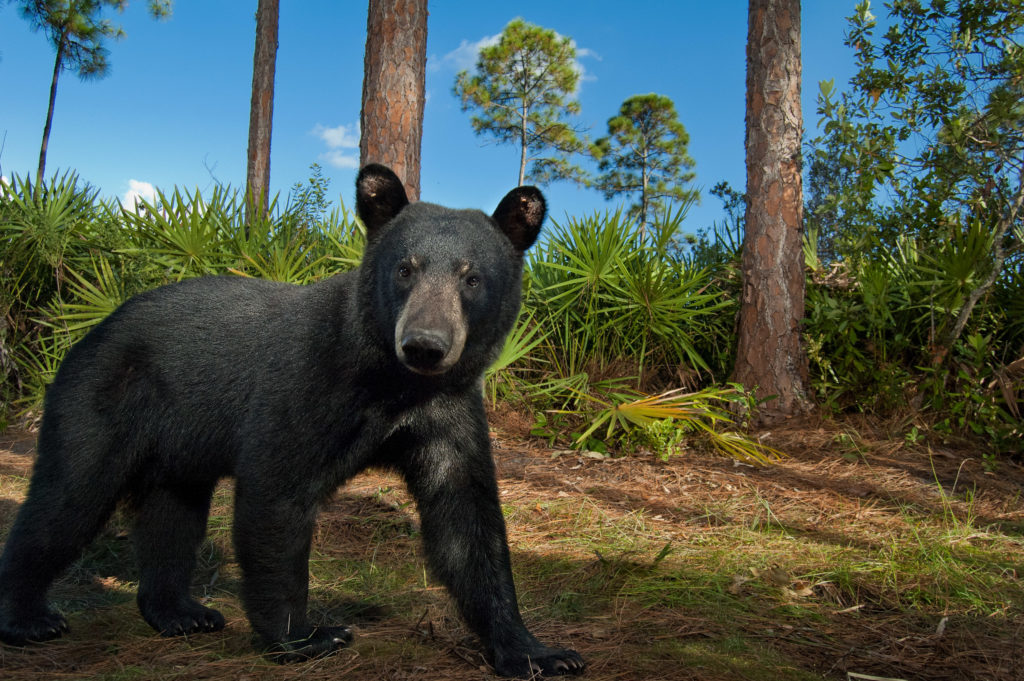 Black Bears Florida Black Bears North America Earthly Facts