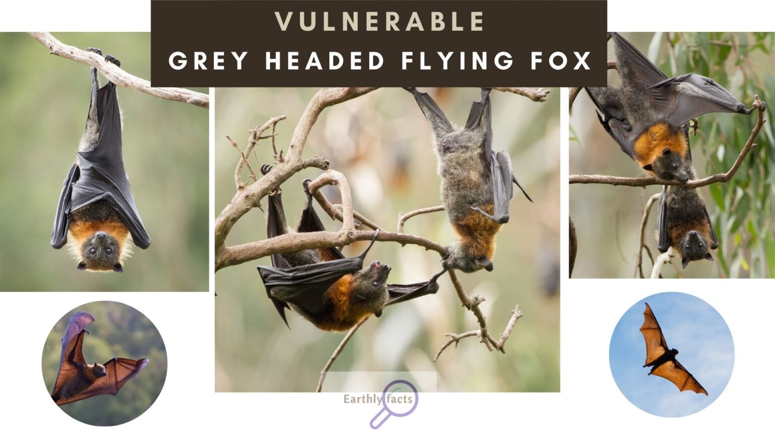 grey-headed-flying-fox-australia-wildlife-earhly-facts