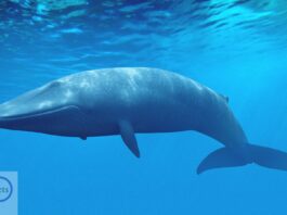 Blue Whale - earthlyfacts,com