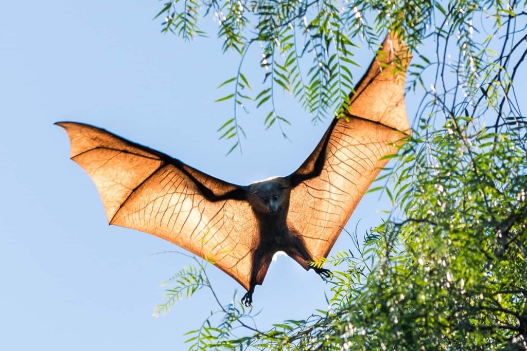 Grey Headed Flying Fox | Australia | Wildlife | Earhly Facts