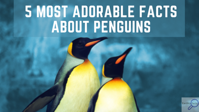 5 Most Adorable Facts About Penguins 7793